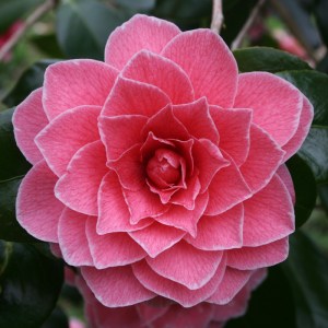 Camellia 'Augusto Pinto'