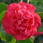 Camellia 'Australis'