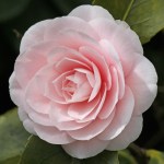 Camellia 'Ave Maria'