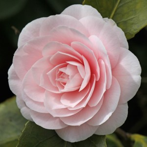 Camellia 'Ave Maria'