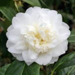 Camellia 'Baby Sis'