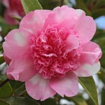Camellia Ballet Queen Variegated