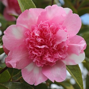 Camellia Ballet Queen Variegated