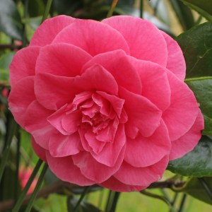 Camellia Bambino