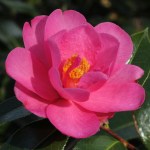 Camellia Barbara Clark
