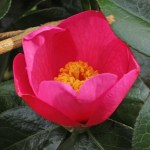 Camellia Barbara Hillier