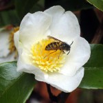Camellia sasanqua 'Baronesa de Soutelinho'