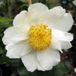 Camellia Baronesa de Soutelinho