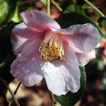 Camellia Beatrice Michael