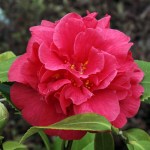 Camellia Beau Harp