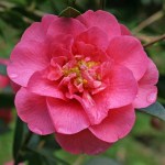 Camellia Beautiful