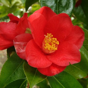Camellia Belinda Carlyon