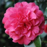 Camellia Bella Romana Pink