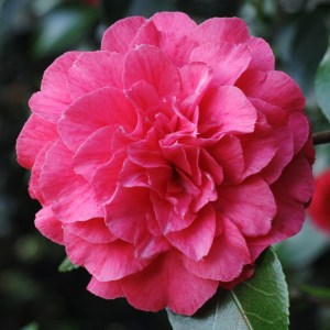Camellia Bella Romana Pink