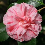 Camellia Bella Romana