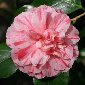 Camellia Bella Romana