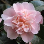 Camellia Belle of the Ball