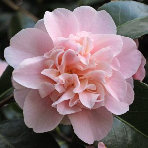 Camellia Belle of the Ball