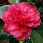 Camellia Beni Daikagura