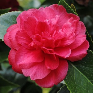 Camellia Beni Daikagura