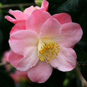 Camellia Berenice Boddy
