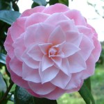 Camellia Berenice Perfection