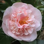 Camellia Bette Sette