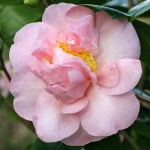 Camellia Betty Cuthbert