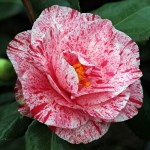Camellia Betty Foy Sanders
