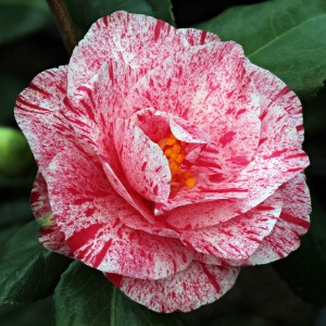 Camellia Betty Foy Sanders