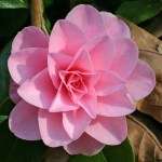 Camellia Betty Ridley