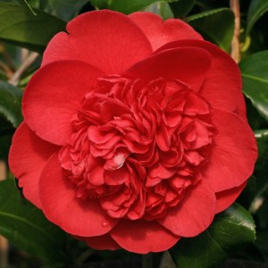 Camellia Betty Robinson