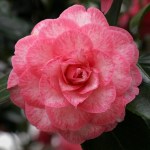 Camellia Betty Sheffield Supreme