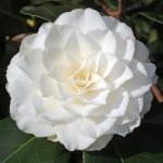 Camellia Bienville