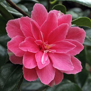 Camellia Billie McCaskill