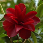 Camellia Black Magic