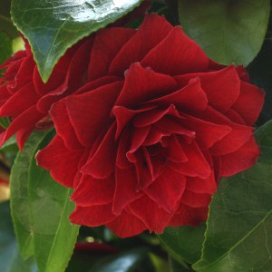 Camellia Black Tie