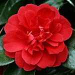 Camellia Blaze of Glory