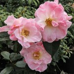 Camellia Blissful Dawn