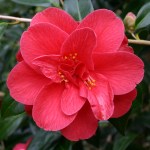 Camellia Blood of China