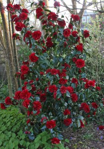 Camellia Bob Hope