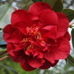 Camellia Bob Hope