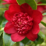 Camellia Bob's Tinsie