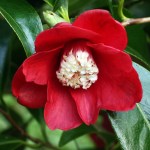 Camellia Bokuhan