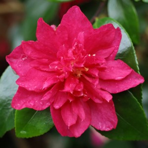 Camellia Bonanza