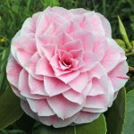 Camellia Bonomiana
