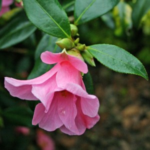 Camellia Bow Bells