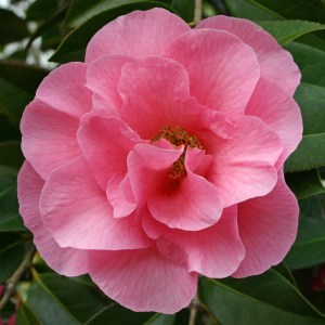 Camellia Bowen Bryant