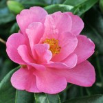 Camellia Brian