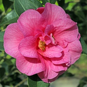 Camellia Brigadoon